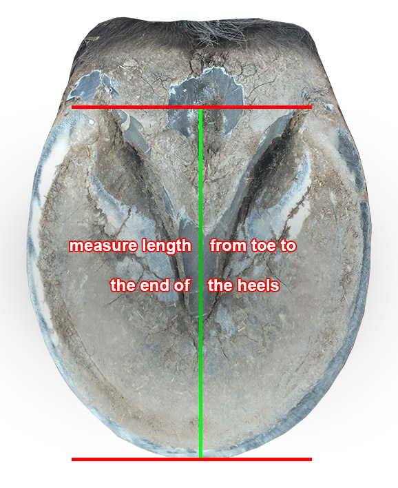 Evo Hoof Boot Size Chart